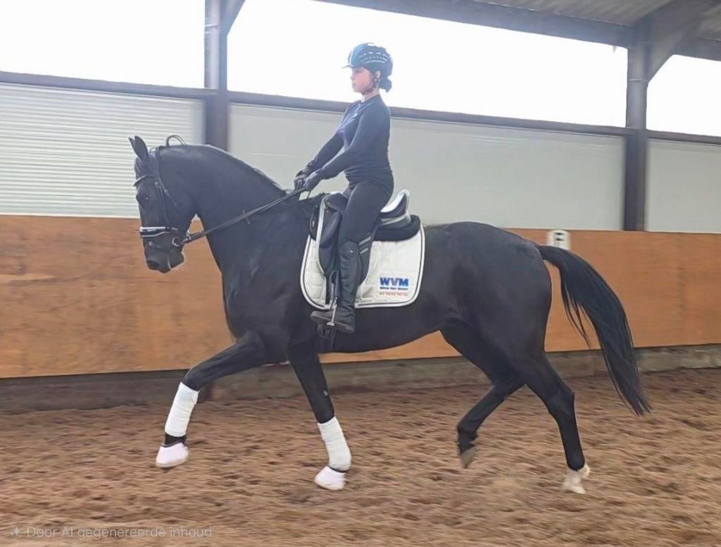 Super gave 5 jr ruin, Met stamboom, Ruin, Dressuurpaard, Zadelmak
