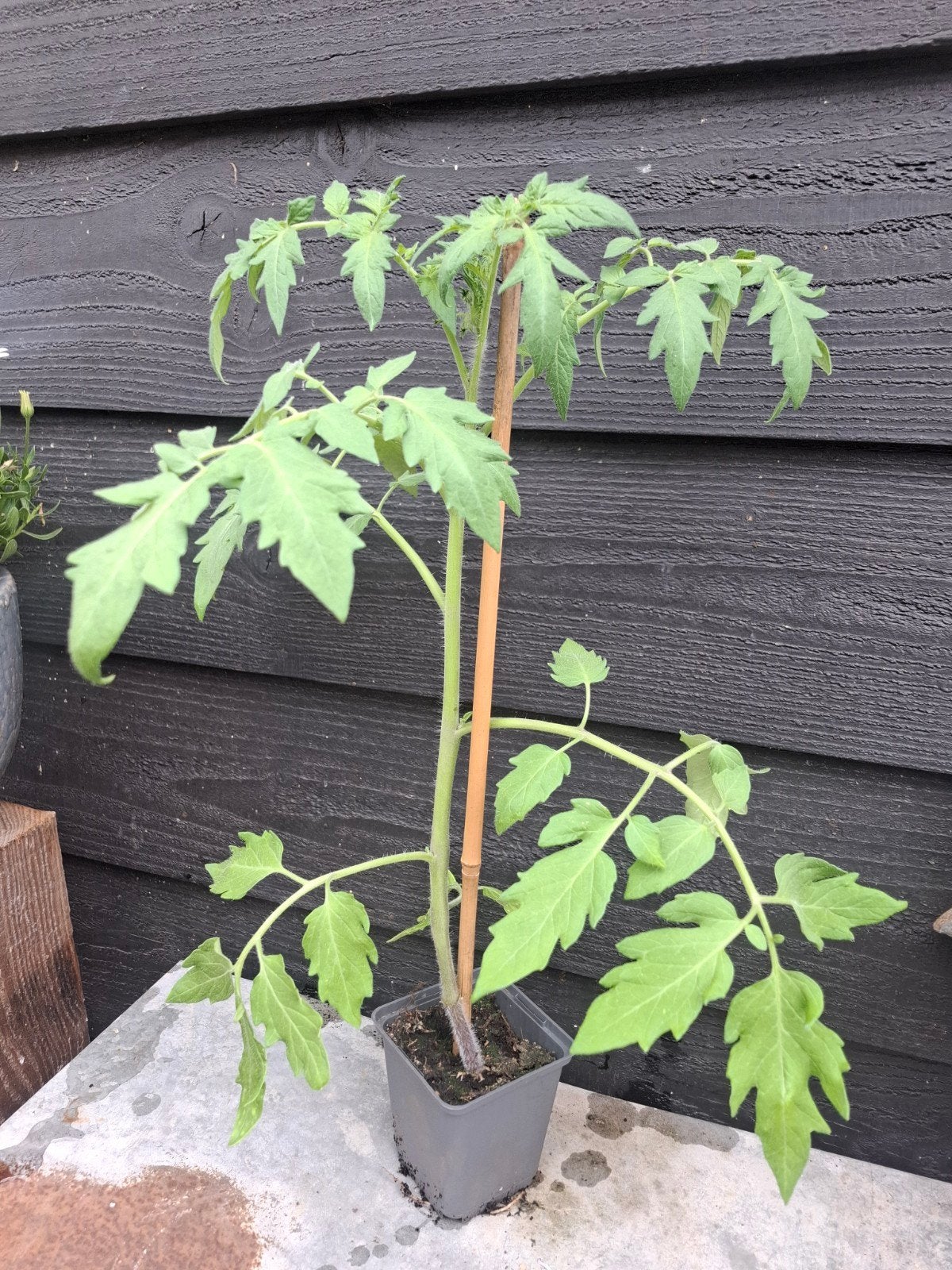 Biologische tomatenplanten, Tuin en Terras, Planten | Tuinplanten, Ophalen, Eenjarig, Groenteplanten, Volle zon