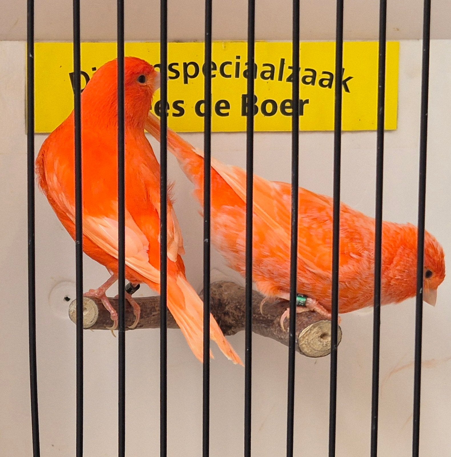 mooie rode kanaries, Dieren en Toebehoren