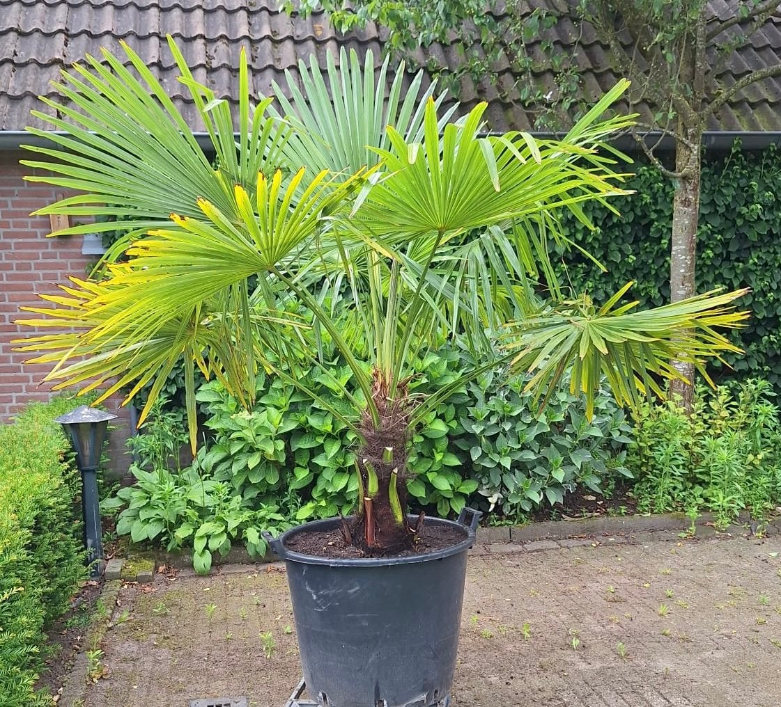 Mooie palmboom, palm, Trachycarpus Fortunei, winterhard, 100 tot 250 cm, Zomer, Palmboom, Ophalen