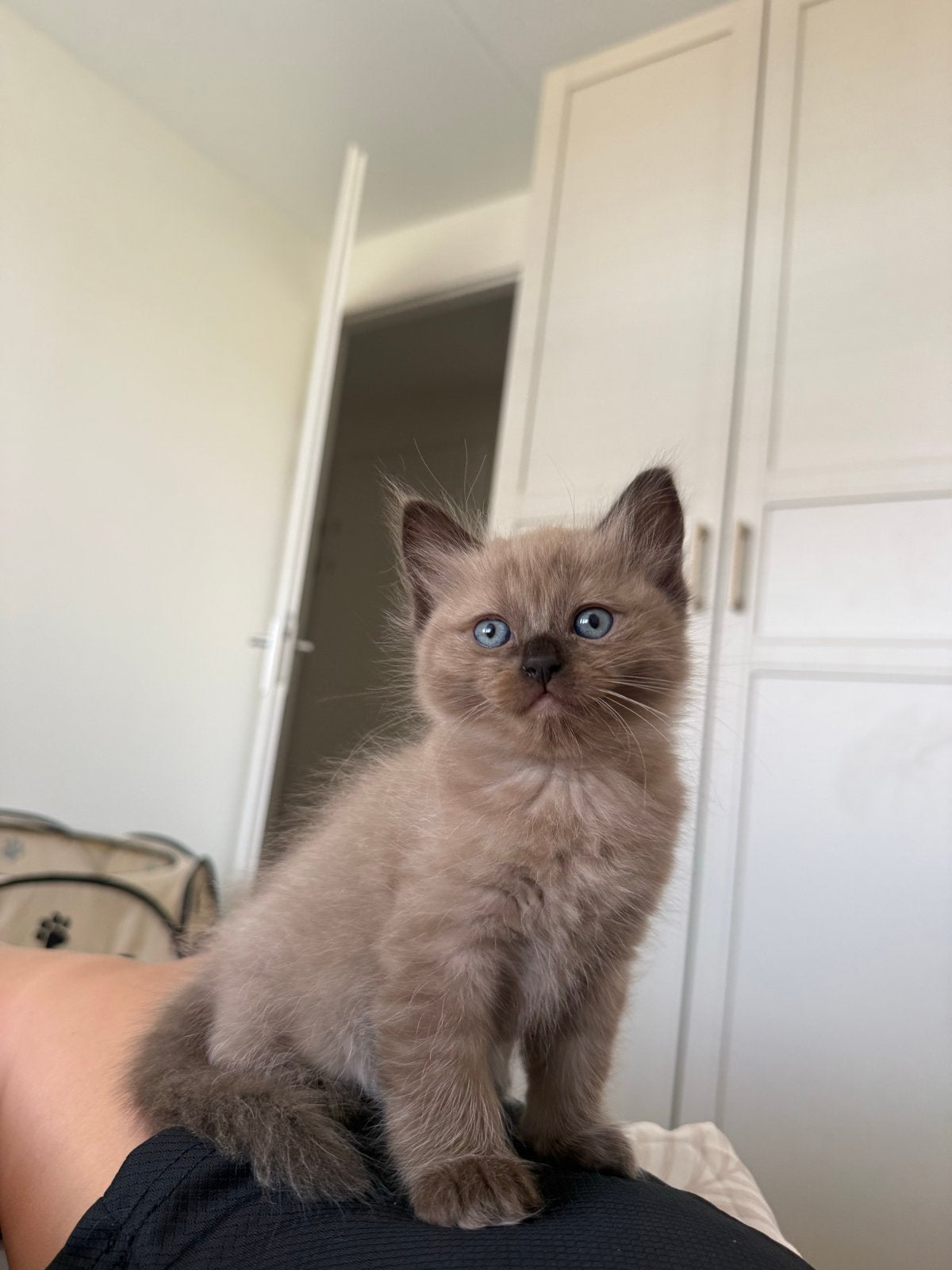 Ragdoll kitten (poesje) zoekt een warm thuis, Poes, Langharig, 0 tot 2 jaar