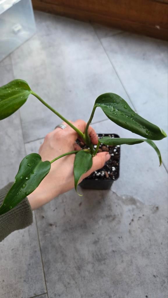 Monstera bmf (burle marx flame), Ophalen of Verzenden, Halfschaduw, Minder dan 100 cm