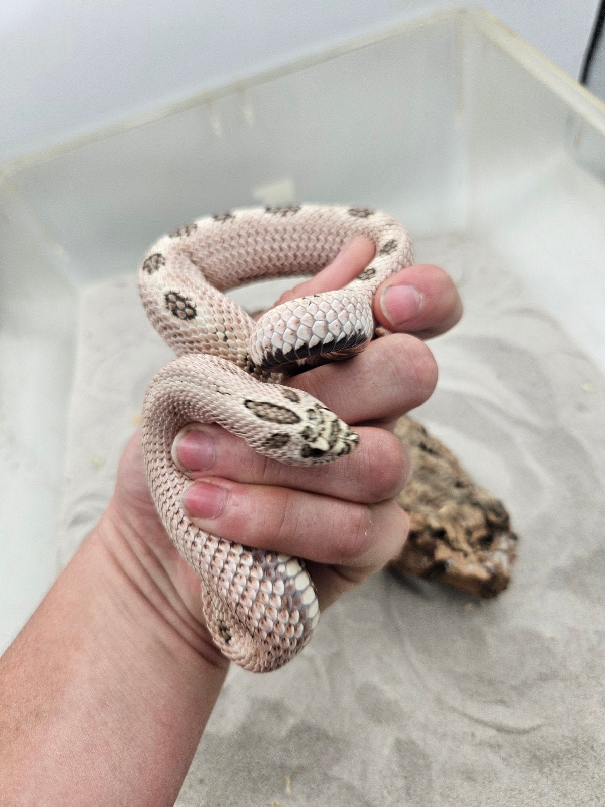 Haakneusslang man Superarctic Hognose Snake photo 3