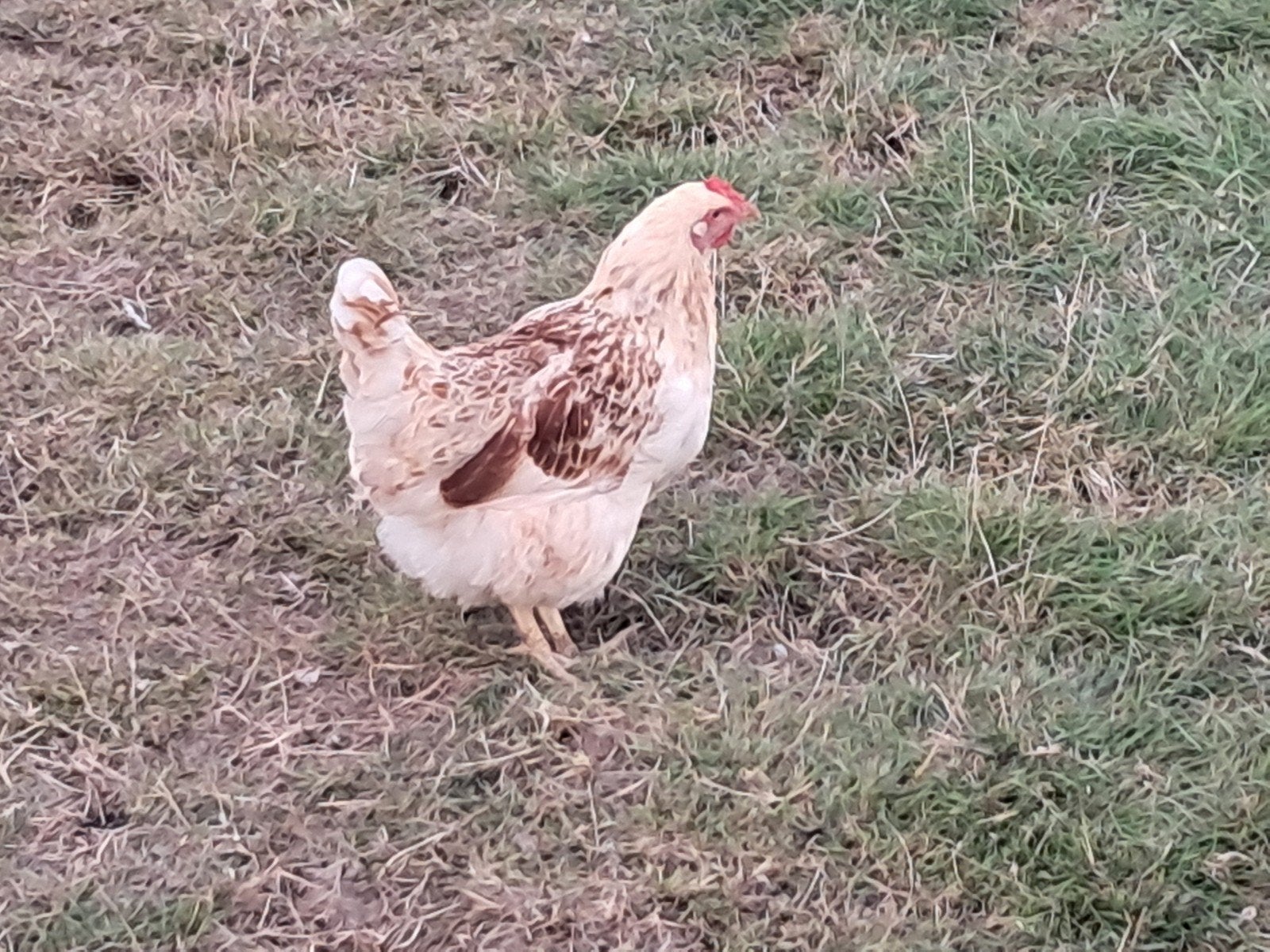 leuke wit/bruine legkippen, Dieren en Toebehoren, Vrouwelijk, Kip