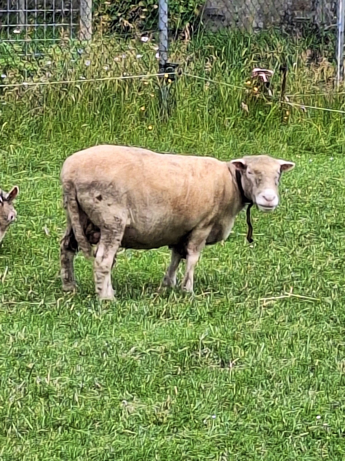 Pol Dorset schaap, Vrouwelijk, Schaap, 6 jaar of ouder