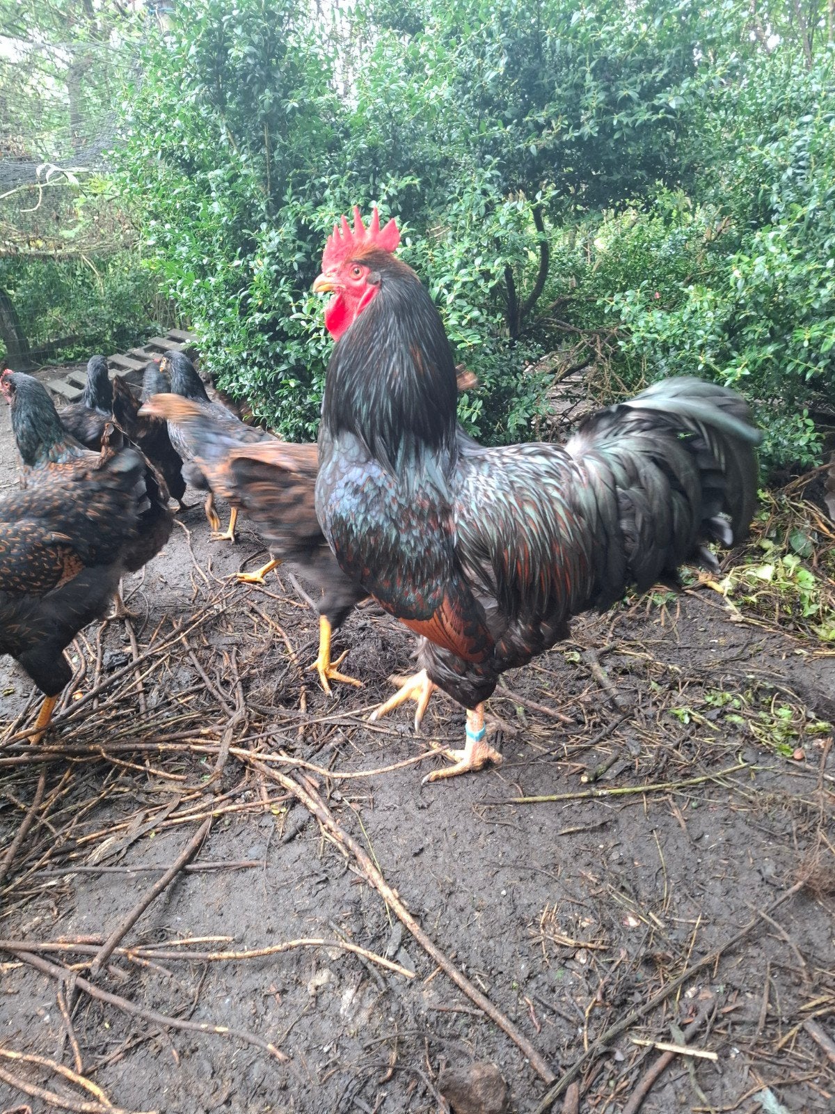 barnevelder trio, Dieren en Toebehoren, Meerdere dieren, Kip