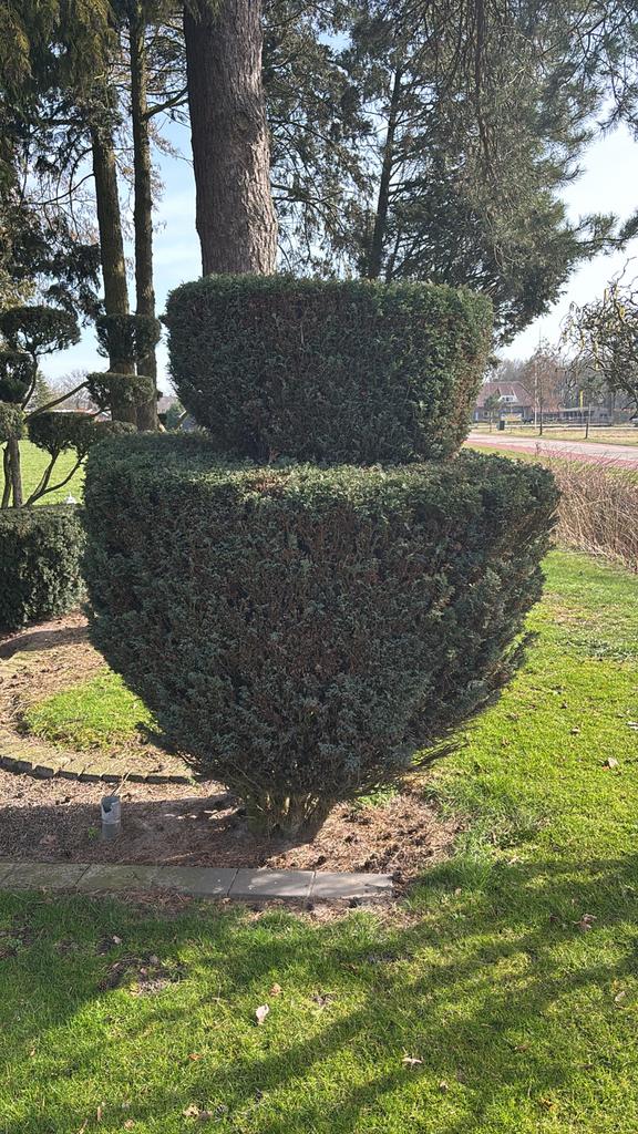 Exclusieve Taxus in vormsnoei - Dubbel silhouet, Vaste plant, Bloeit niet, Halfschaduw, Ophalen