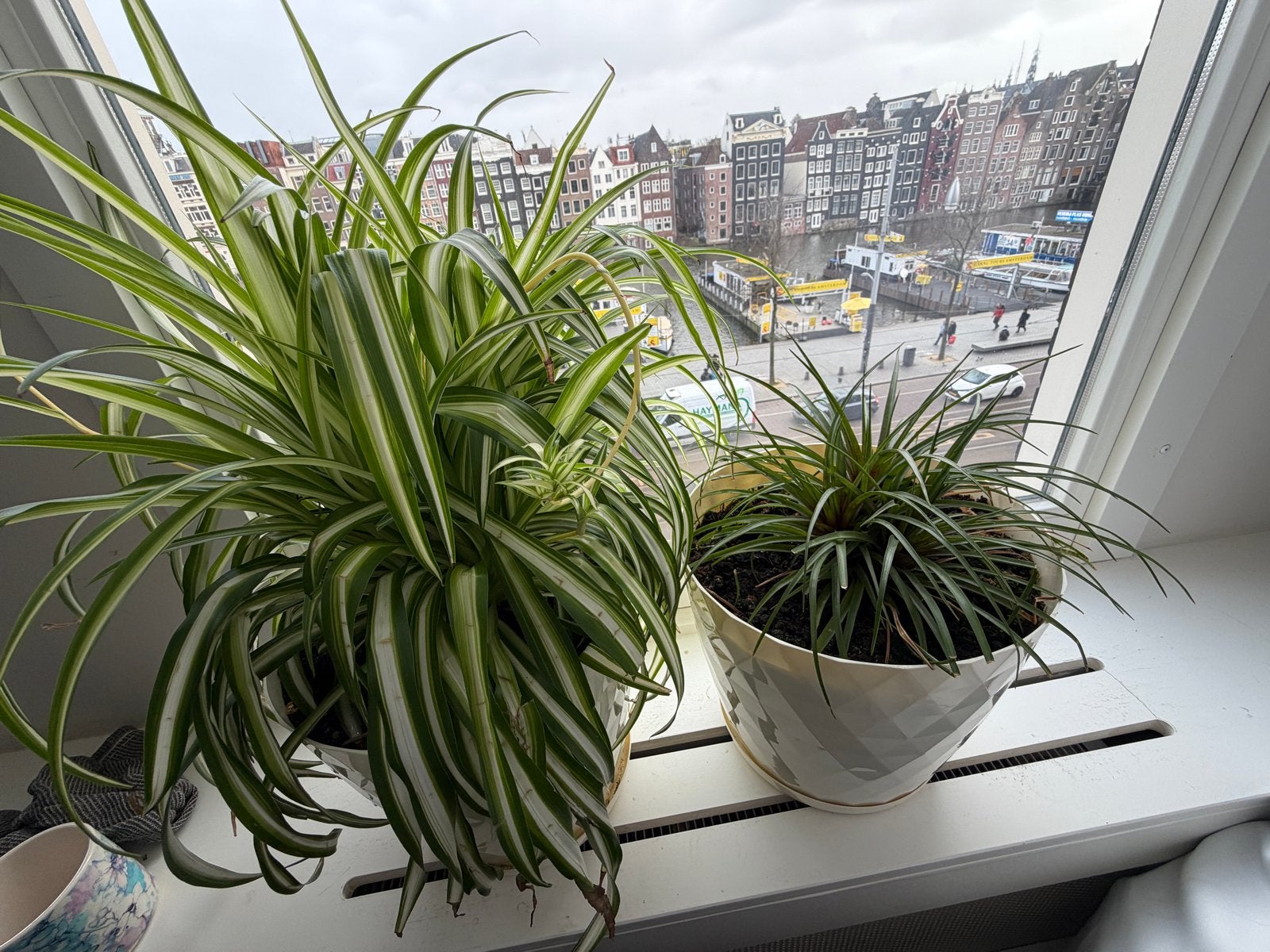 Twee mooie kamerplanten in pot, Huis en Inrichting, Kamerplanten, Ophalen, Overige soorten, Halfschaduw, In pot