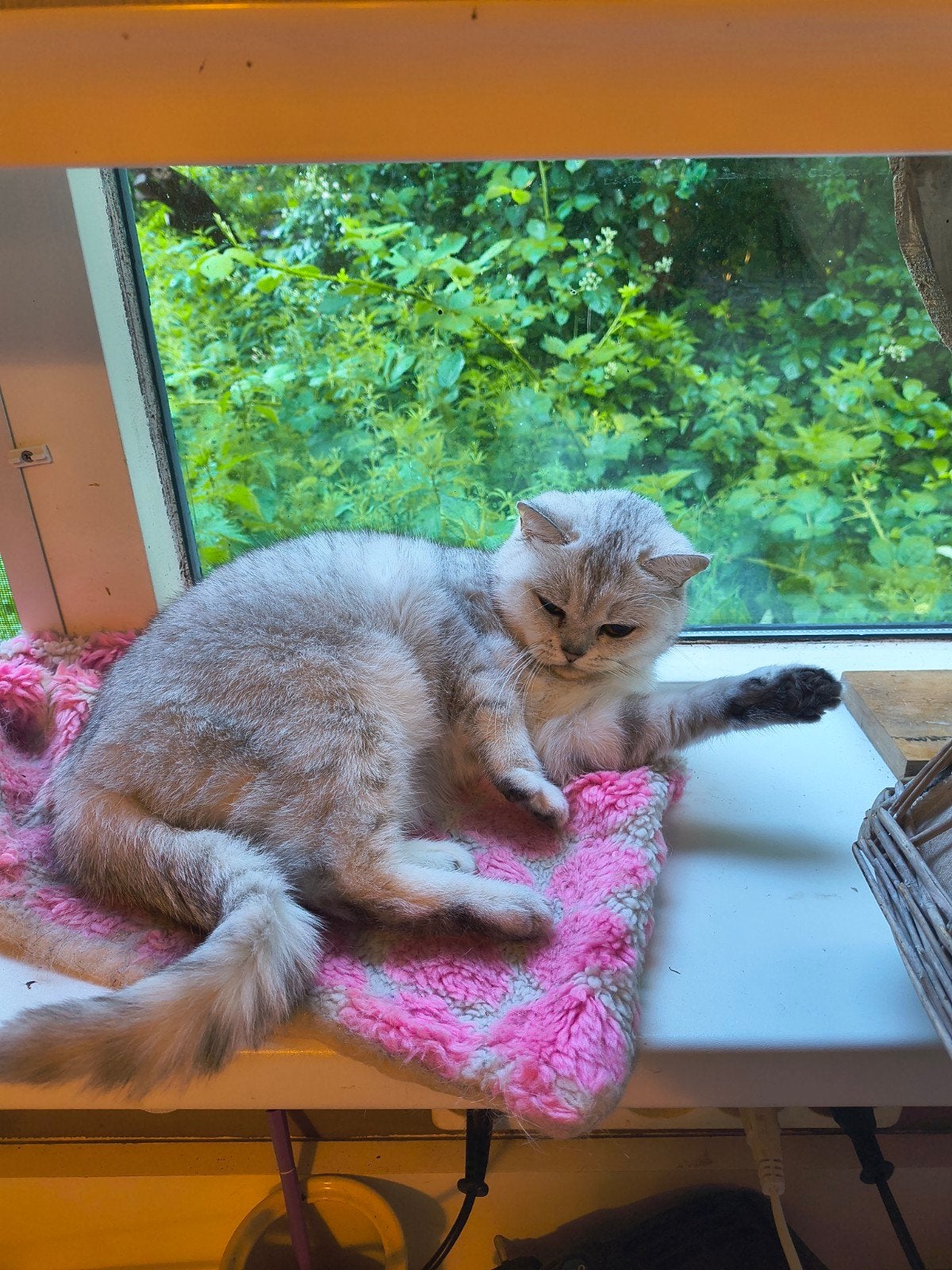 Britse korthaar 🐱🩷dames, Dieren en Toebehoren, Poes, Kortharig, 0 tot 2 jaar