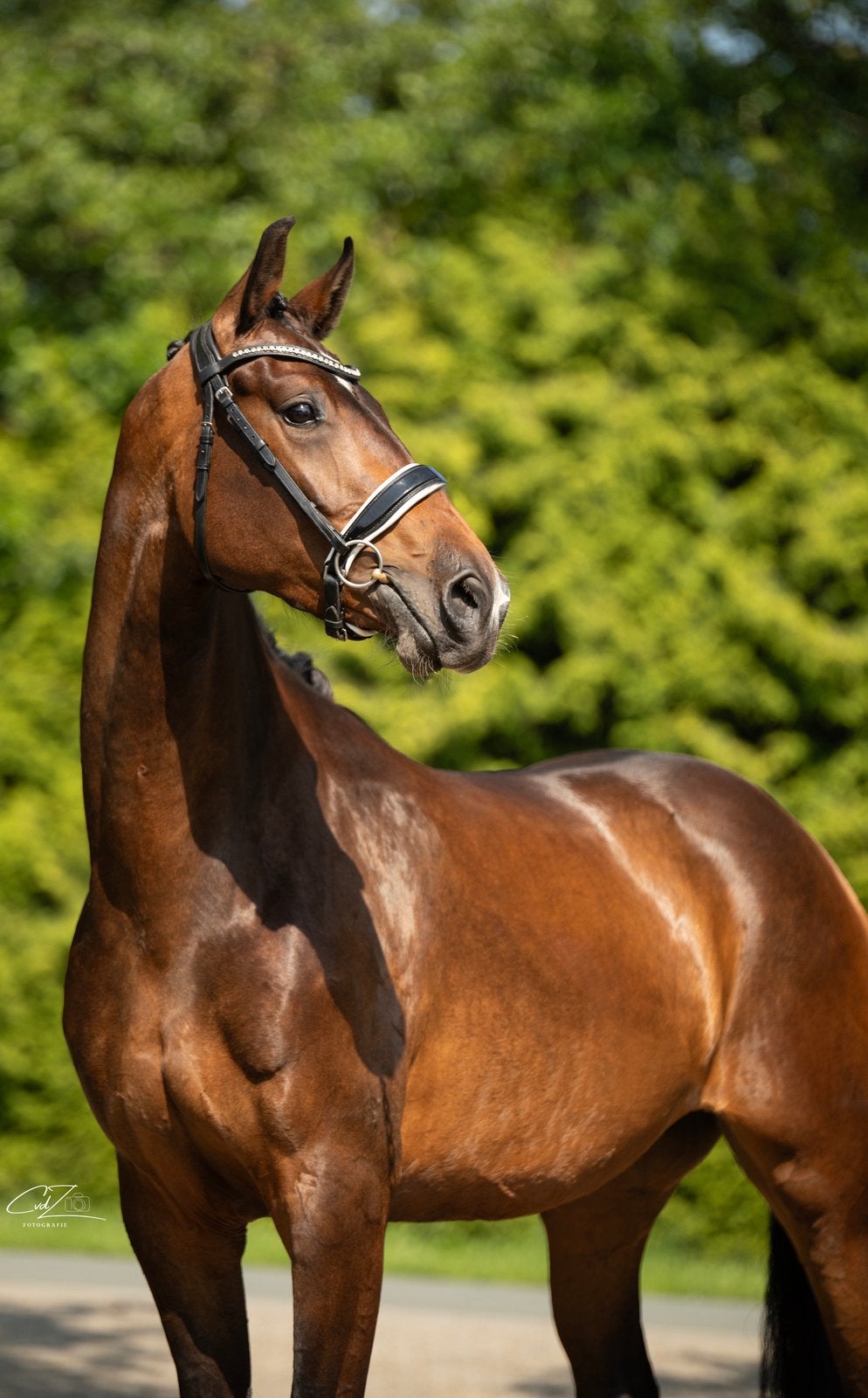 Johnson merrie, Dieren en Toebehoren, Paarden, Met stamboom, Ruin, Dressuurpaard, Zadelmak