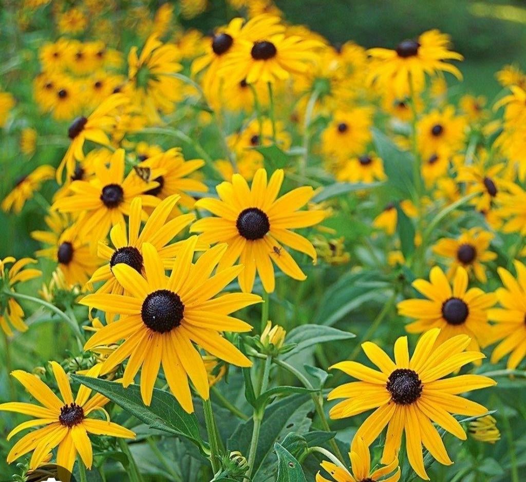 Te koop vaste plant Zonnehoed rudbeckia fulgida, Ophalen, Volle zon