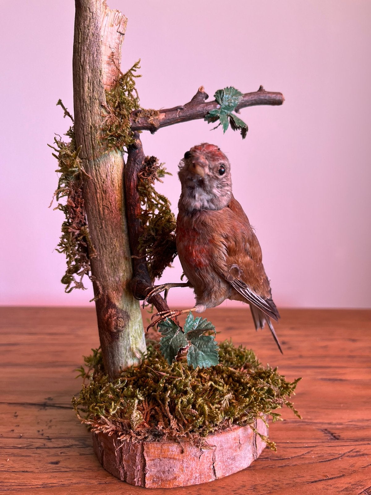 Mooie opgezette kneu-  taxidermie, Verzenden