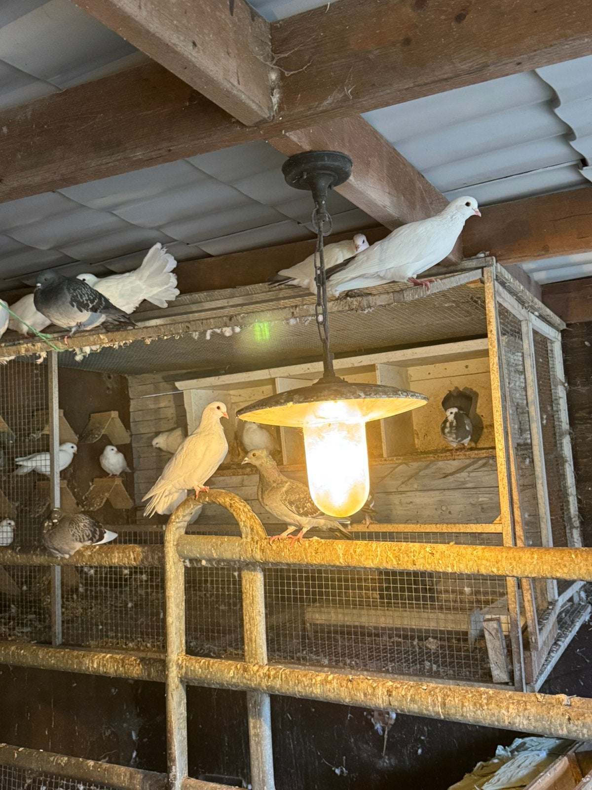Pauwstaart duiven, Meerdere dieren, Kleurkanarie