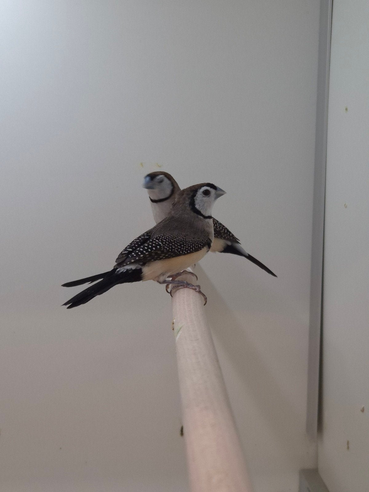 1-1 Bichenow astrildes, Dieren en Toebehoren, Vogels | Overige Vogels, Meerdere dieren, Tropenvogel, Geringd