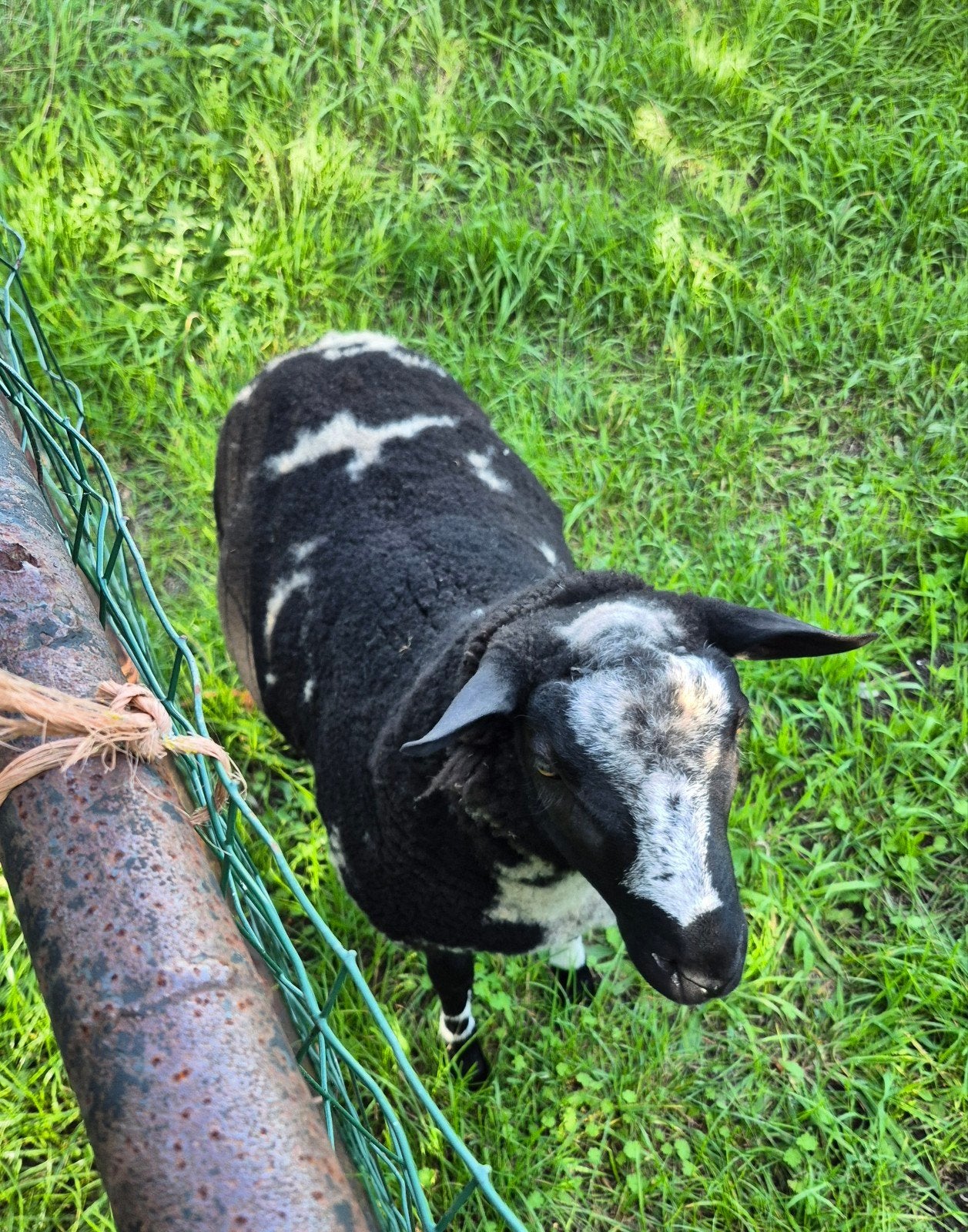 Bonte dekram, Dieren en Toebehoren