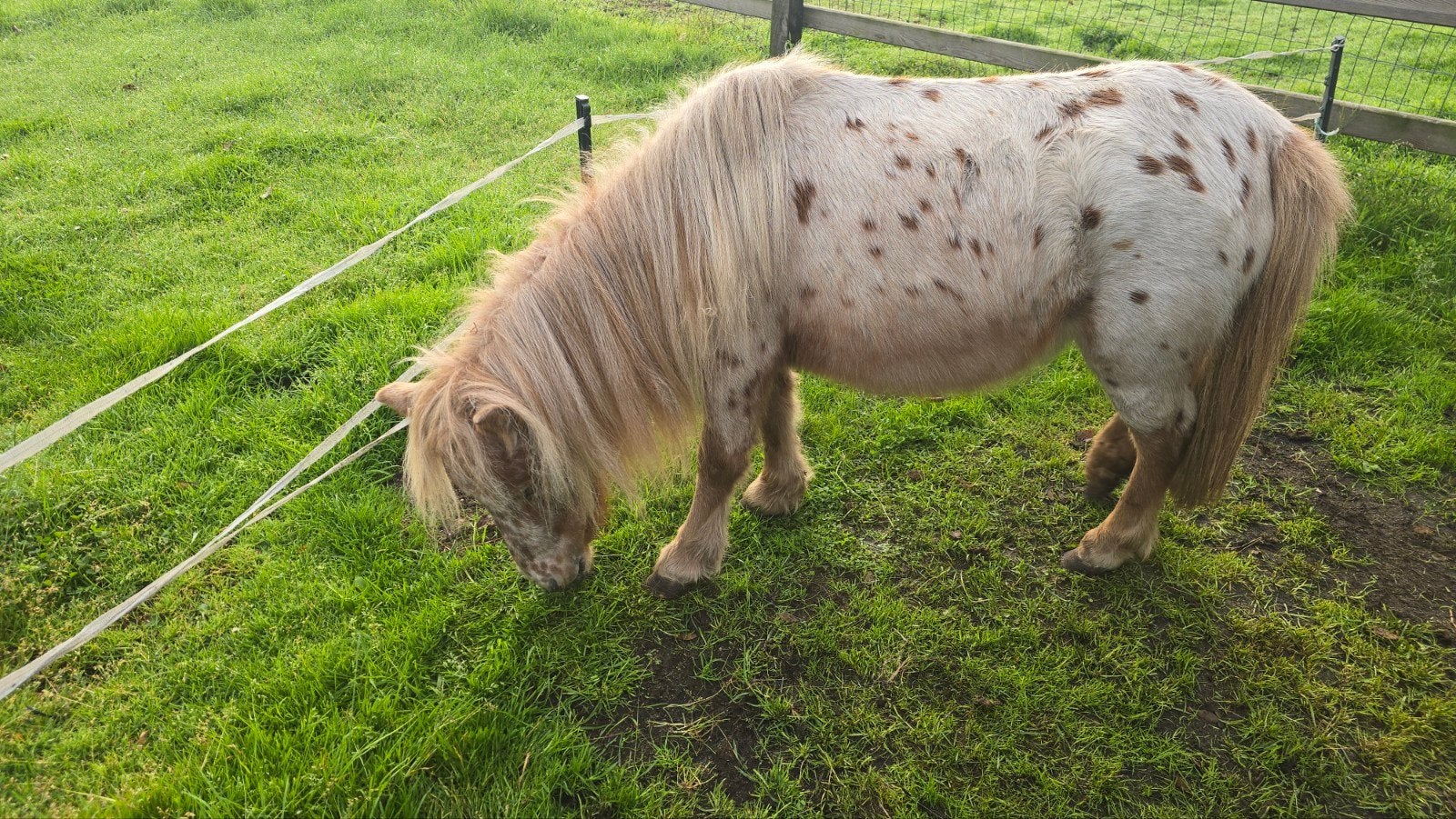 Appaloosa merrie mini shetlander 79 cm, Dieren en Toebehoren, Merrie, A pony (tot 1.17m), 3 tot 6 jaar, Gechipt