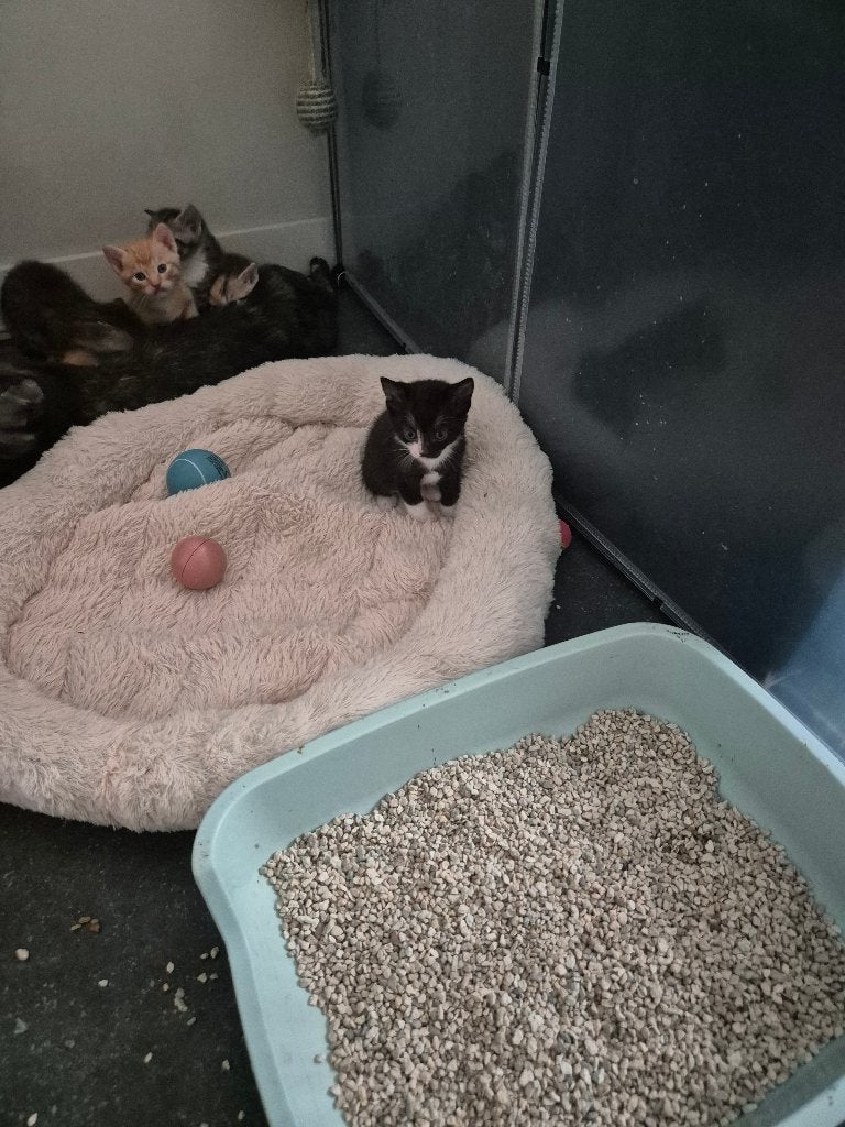 Boerderij kittens te koop zwart met Wit nog beschikbaar, Meerdere dieren, Langharig, 0 tot 2 jaar