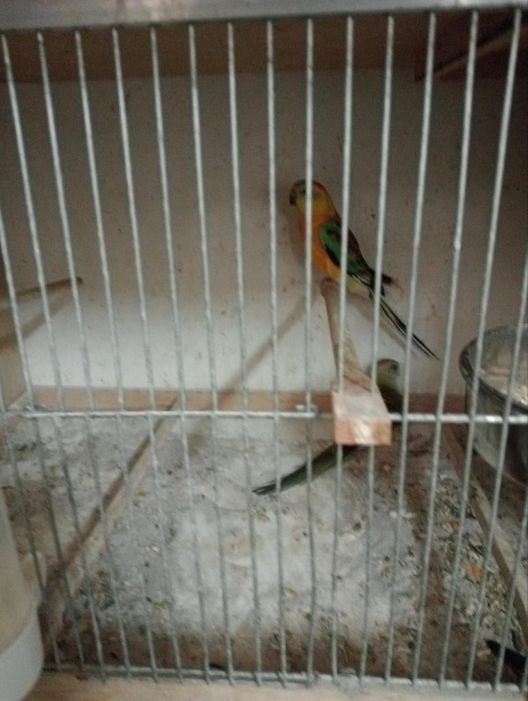 Vogels, Meerdere dieren, Parkiet