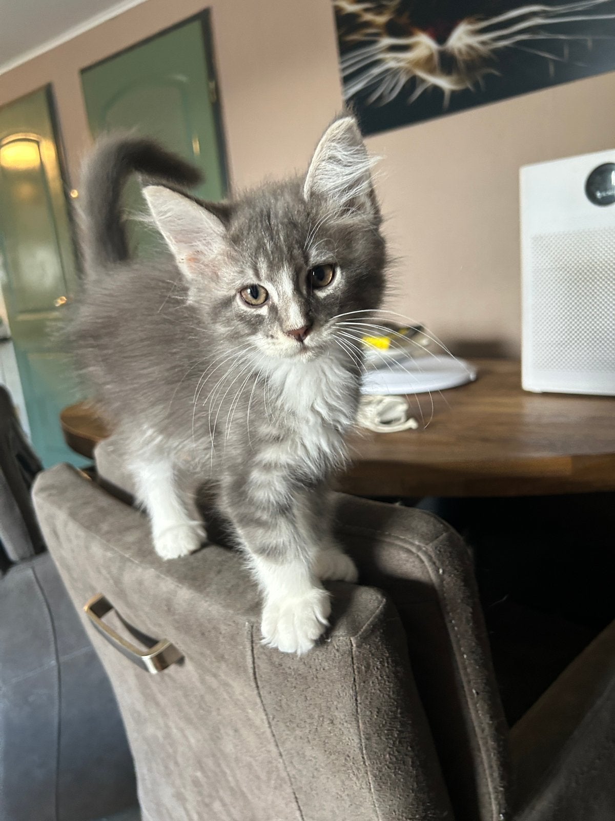 Maine Coon kittens XL mogen naar een nieuw huisje, Dieren en Toebehoren, Meerdere dieren, Ontwormd, 0 tot 2 jaar