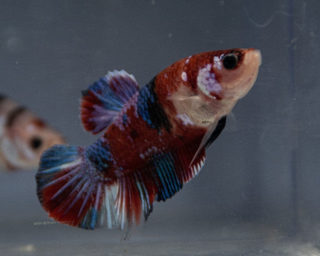 Betta koi Man, Vis