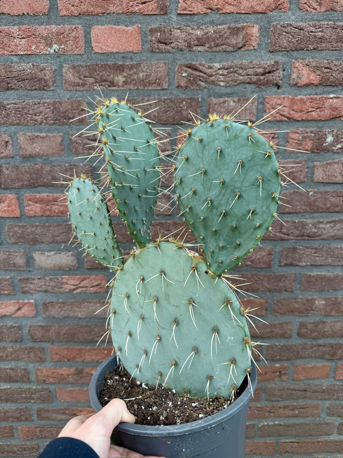Opuntia Engelmannii (Prachtige winterharde schijfcactus), Overige soorten, Volle zon, Vaste plant, Ophalen of Verzenden