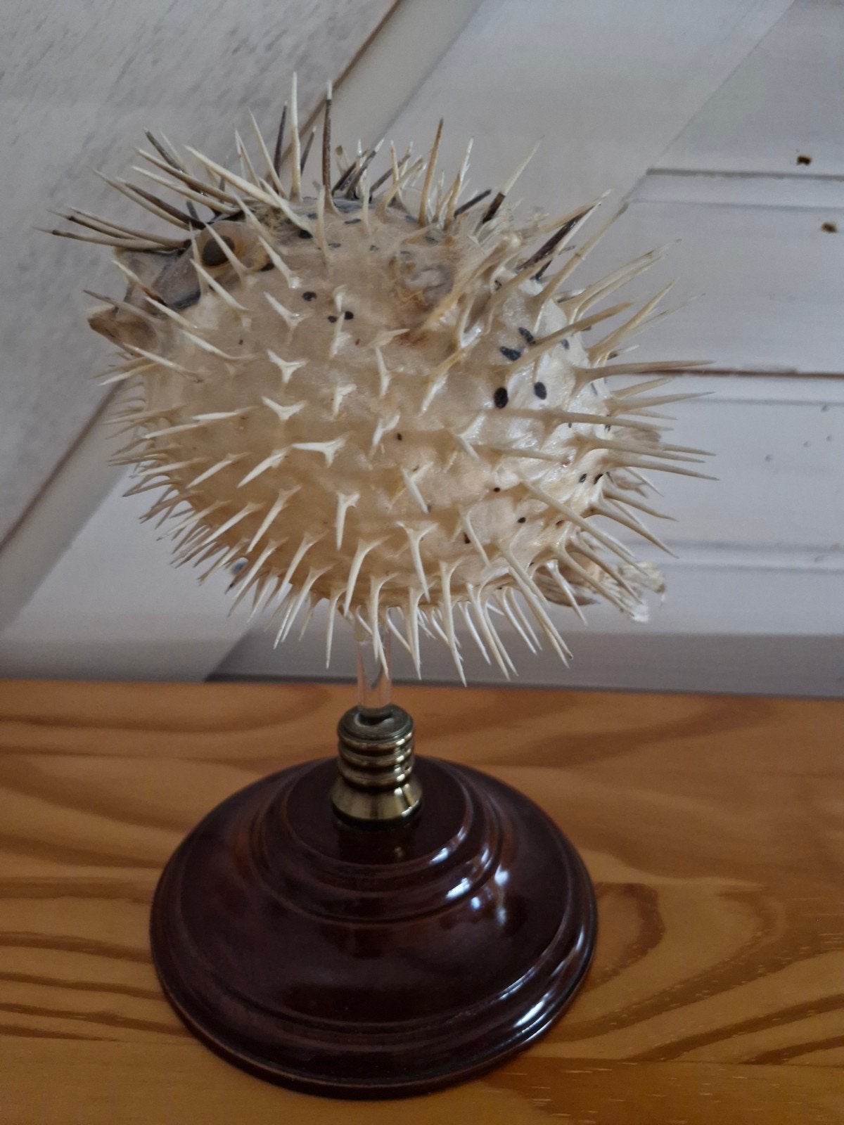 Opgezette kogelvis op standaard - Uniek decoratiestuk, Ophalen