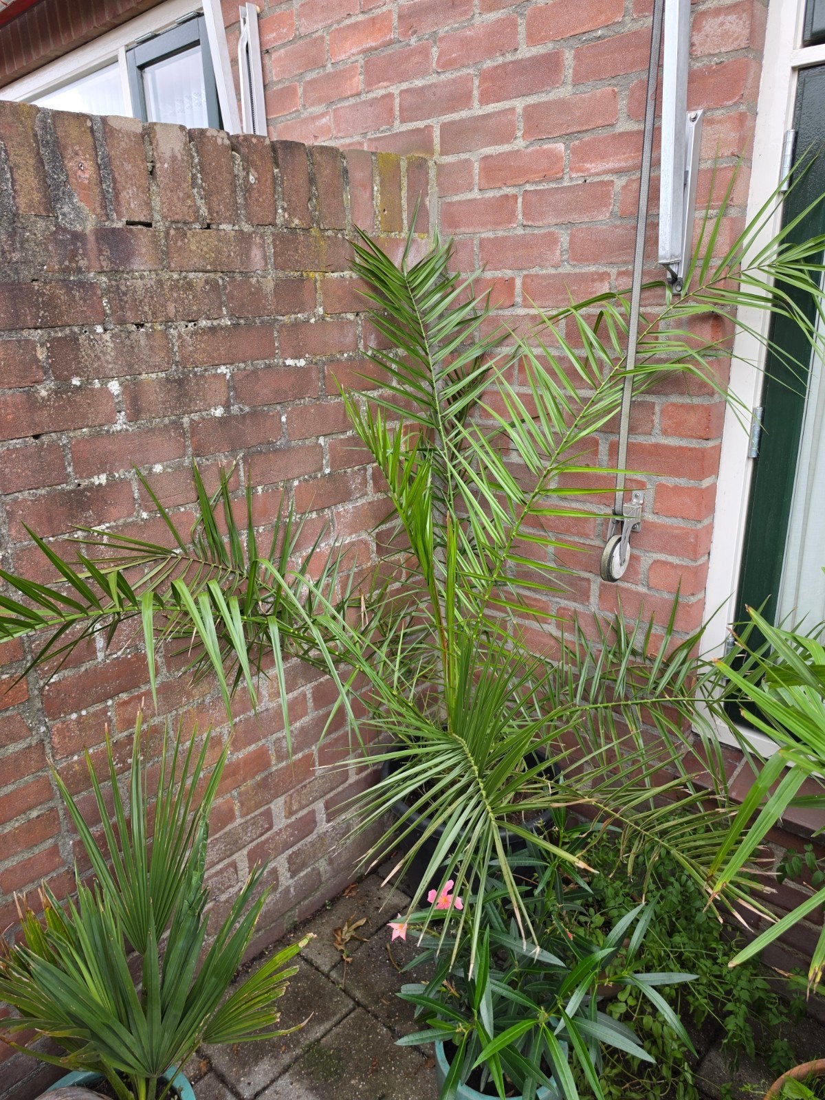 Phoenix canariensis palmboom, 100 tot 250 cm, Zomer, Palmboom, Ophalen