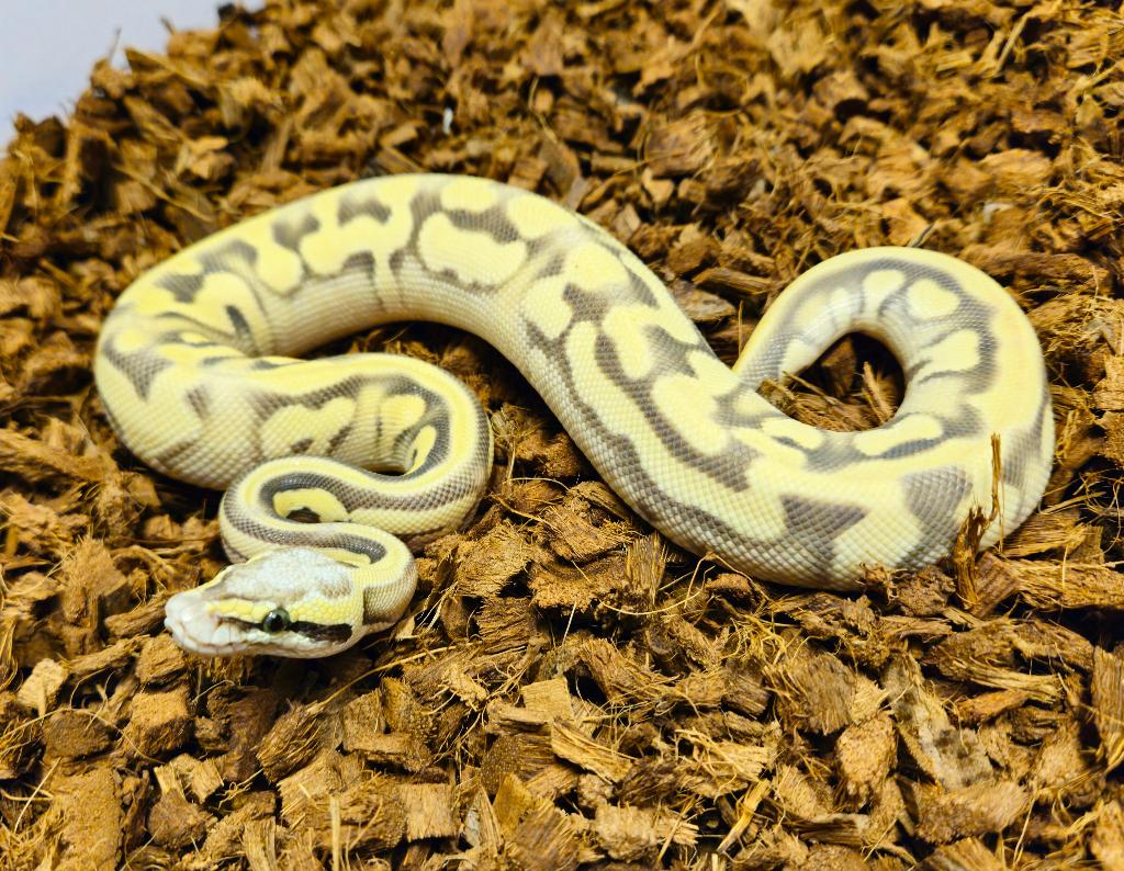0.1 Leopard Pastel Desert Ghost PH Amur, Dieren en Toebehoren, Reptielen en Amfibieën, Slang, 0 tot 2 jaar