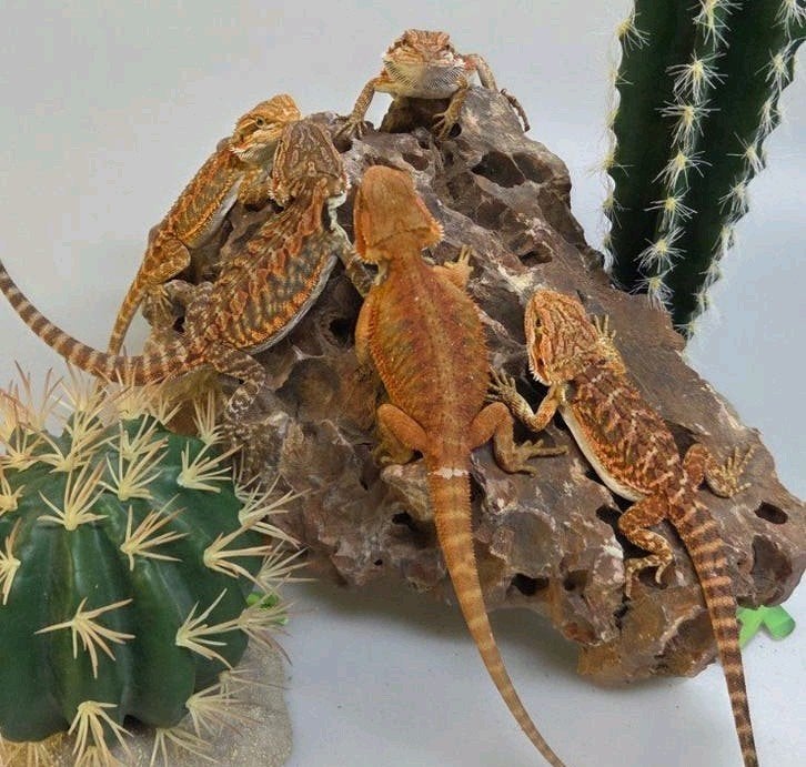 Baardagaam Rood 5X Bearded Dragon photo 4