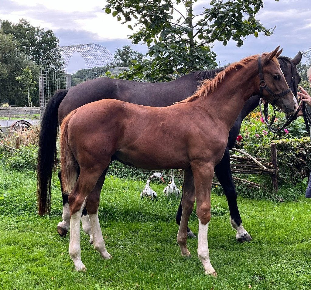 Veelbelovend hengstveulen v Pitch Perfect uit Murona-stam, Minder dan 160 cm, Met stamboom, Niet van toepassing, Dressuurpaard