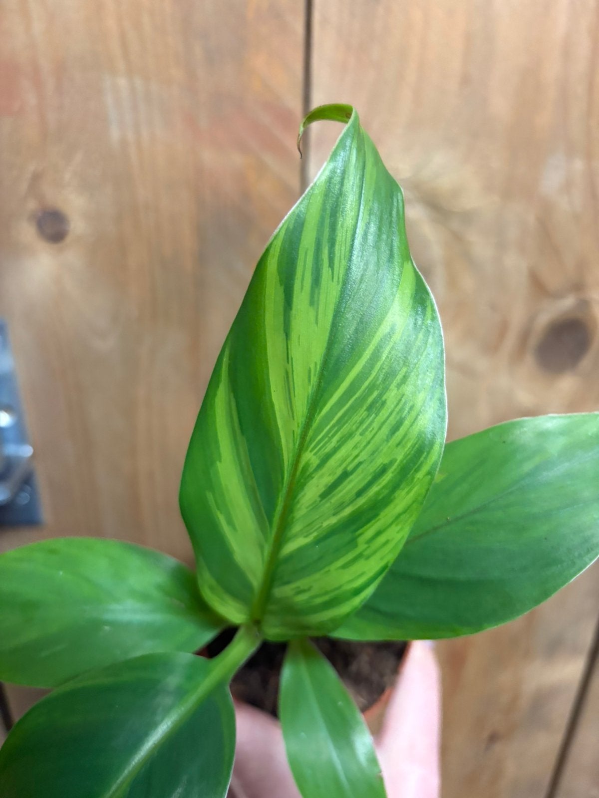 Musa basjoo variegata plant aurea yellow lemon mint, Ophalen of Verzenden, Halfschaduw, Minder dan 100 cm