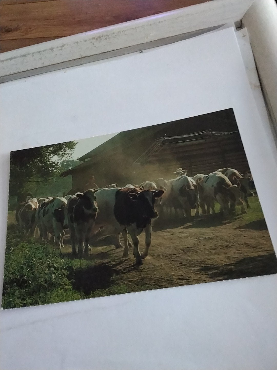 Ansichtkaart 'Kijk op het groene Overijssel' - Koeien, Ophalen of Verzenden, 1960 tot 1980, Ongelopen, Overijssel