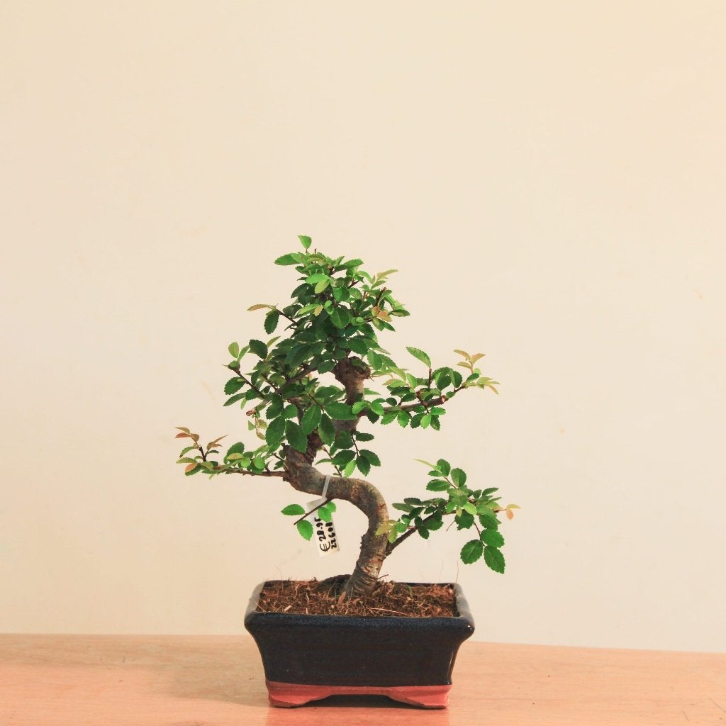 Bonsai Ulmus Parvifolia, In pot, Bloeit niet, Halfschaduw, Minder dan 100 cm