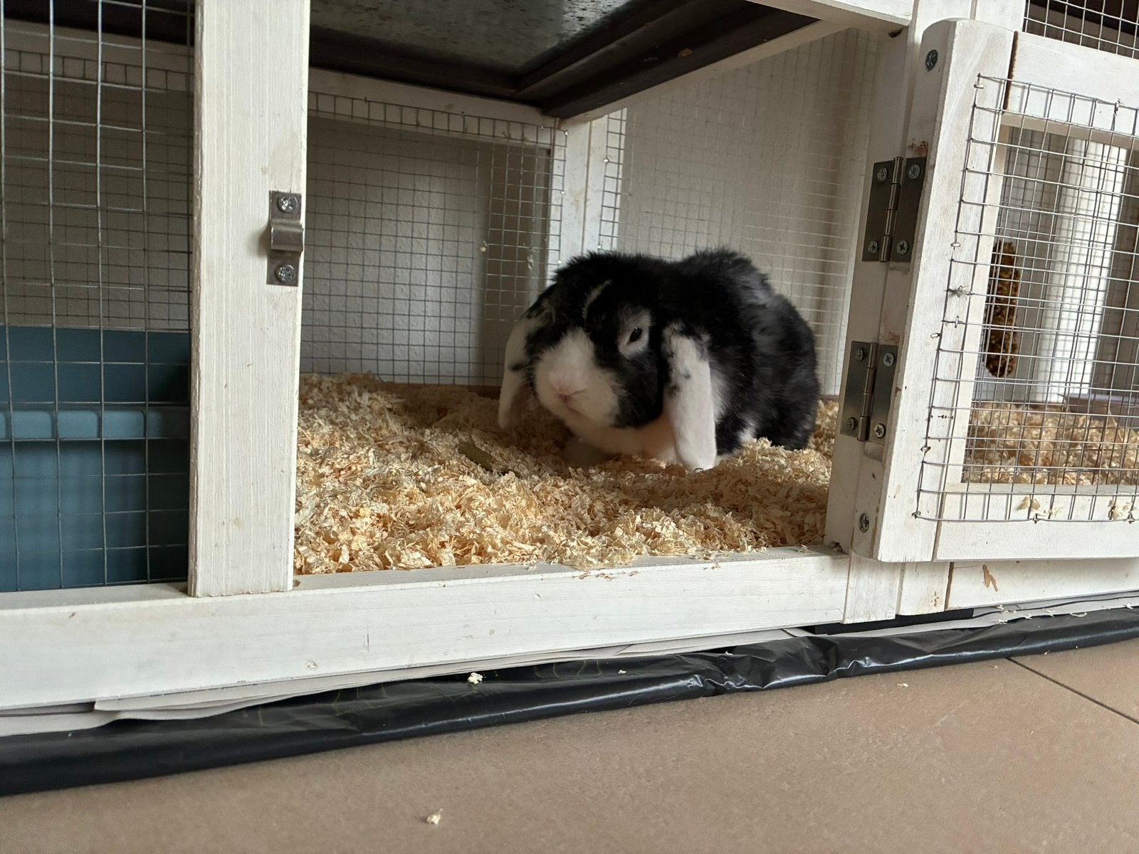 Rammelaar, Mannelijk, Middelgroot, Hangoor, 3 tot 5 jaar