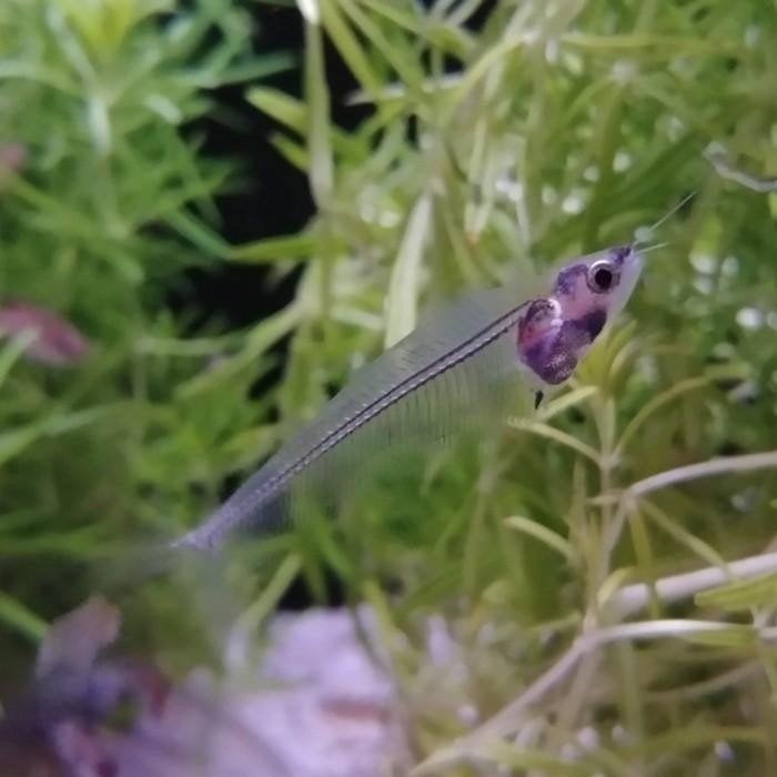 Kryptopterus bicirrhis, Vis