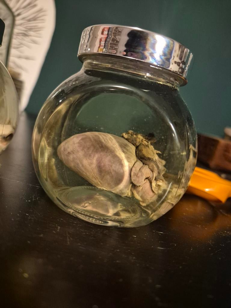 Te koop: wasberen hart op sterk water, Verzamelen, Dierenverzamelingen, Ophalen of Verzenden, Nieuw, Wild dier, Overige typen