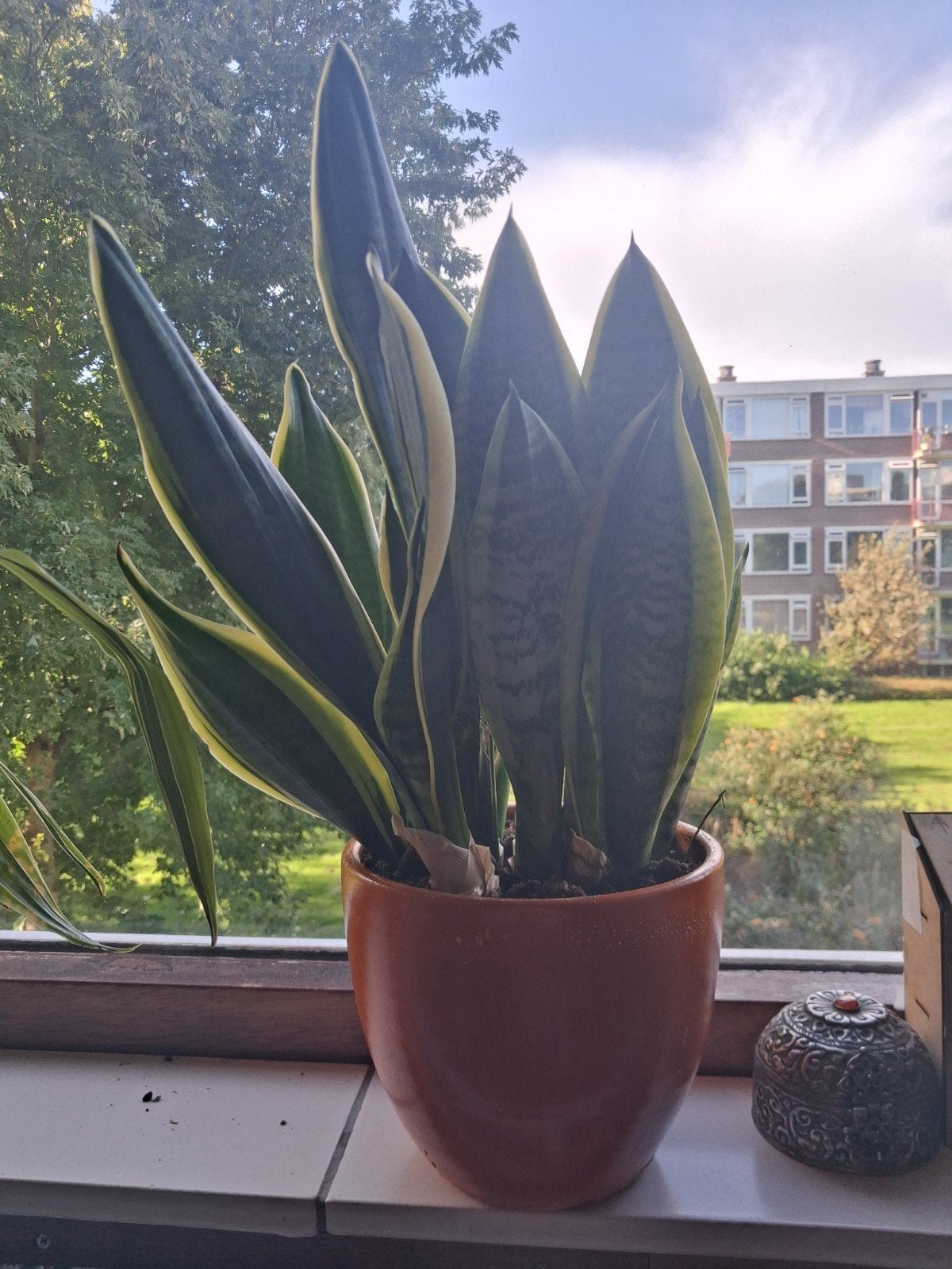Grote Sanseveria met pot, Ophalen, 100 tot 150 cm, Overige soorten, Halfschaduw