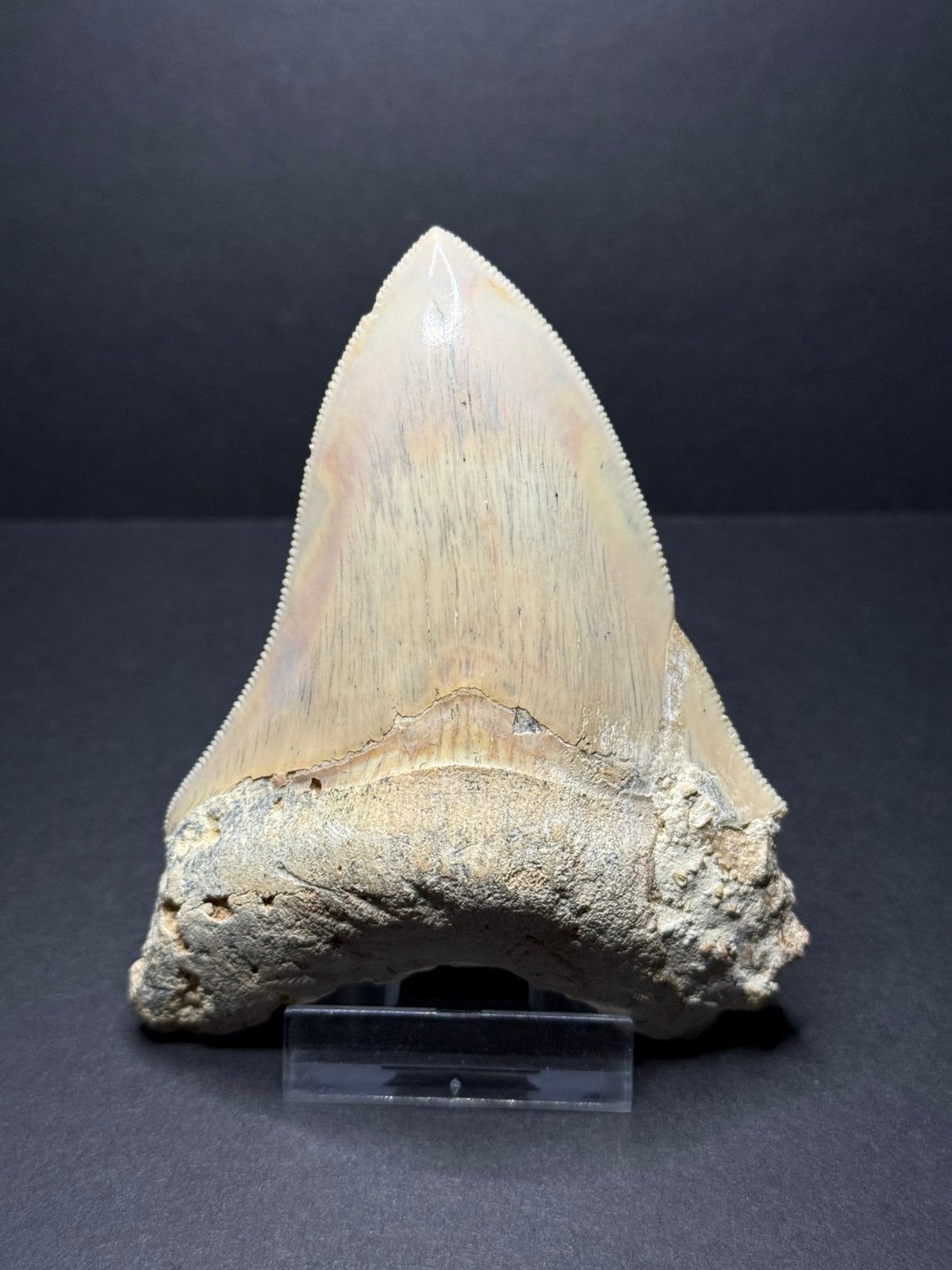 Megalodon Cuba 10,2 cm, Verzamelen, Ophalen of Verzenden, Fossiel