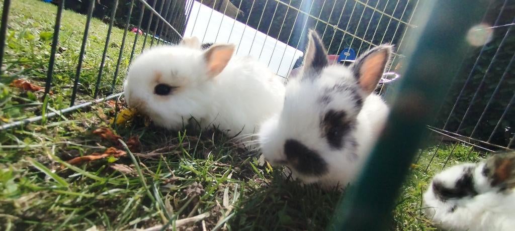 Baby konijntjes dwerg x Teddy widder, Dieren en Toebehoren, Konijnen, Meerdere dieren, Dwerg, 0 tot 2 jaar