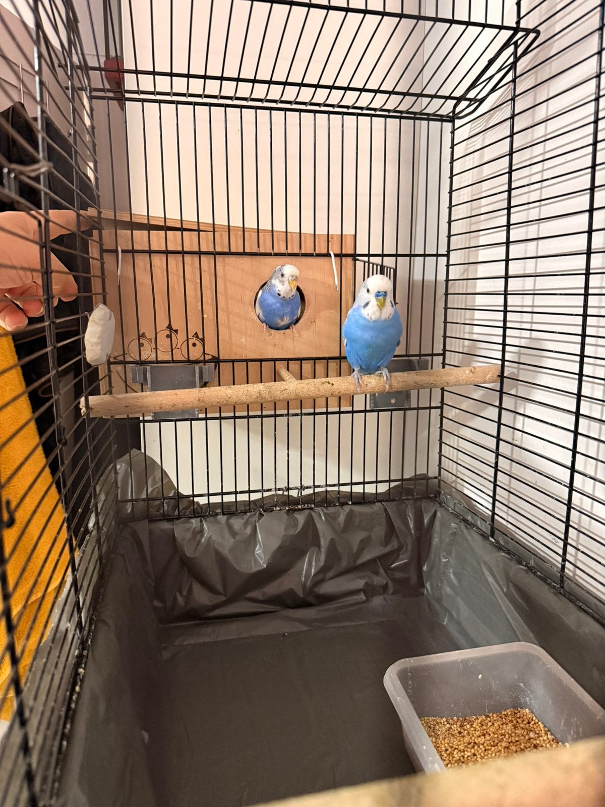 Grasparkieten stel, Ophalen, Zo goed als nieuw, Vogelkooi