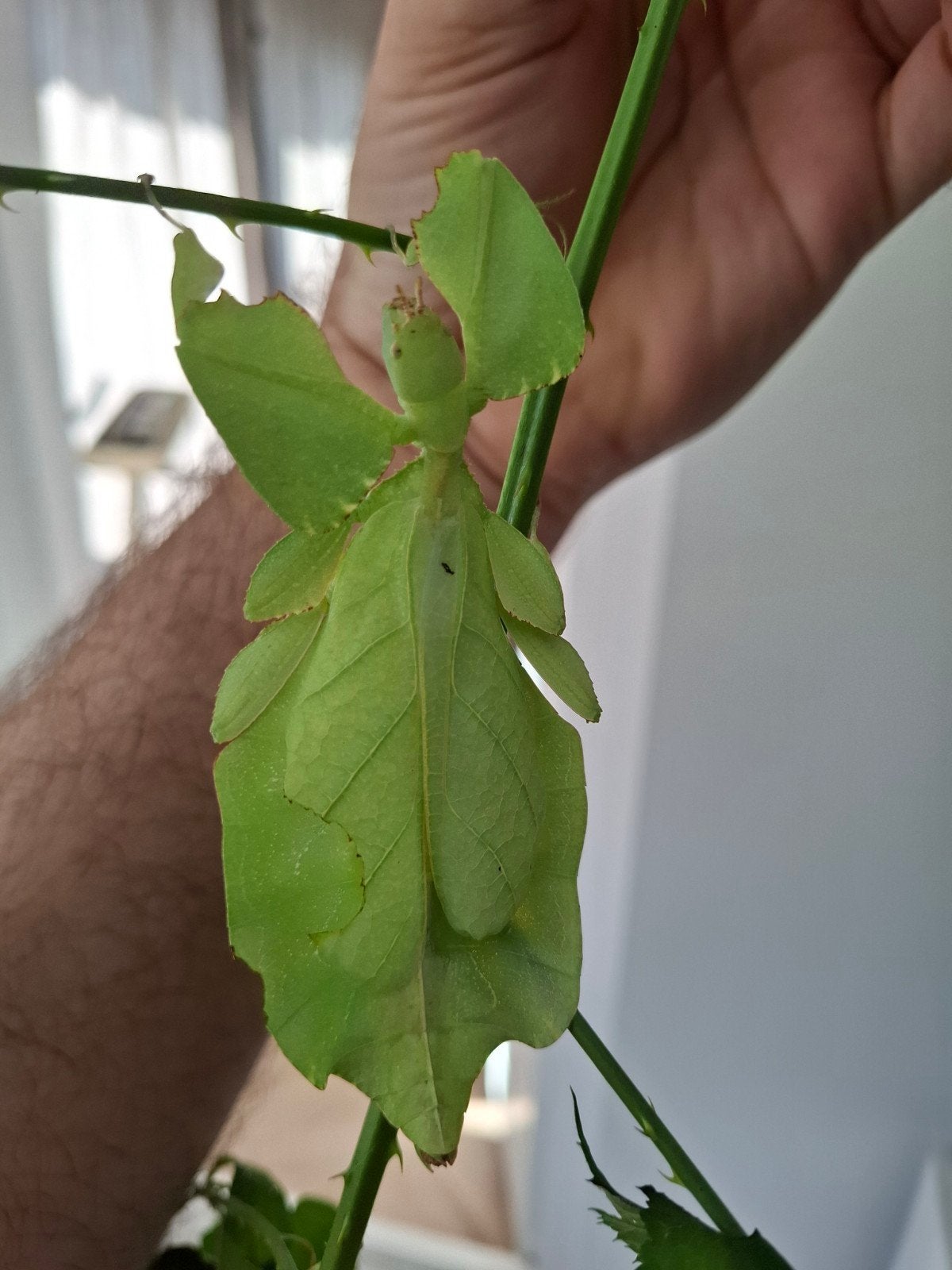 Eitjes Wandelend blad;  cryptophyllium limogesi, Wandelende tak