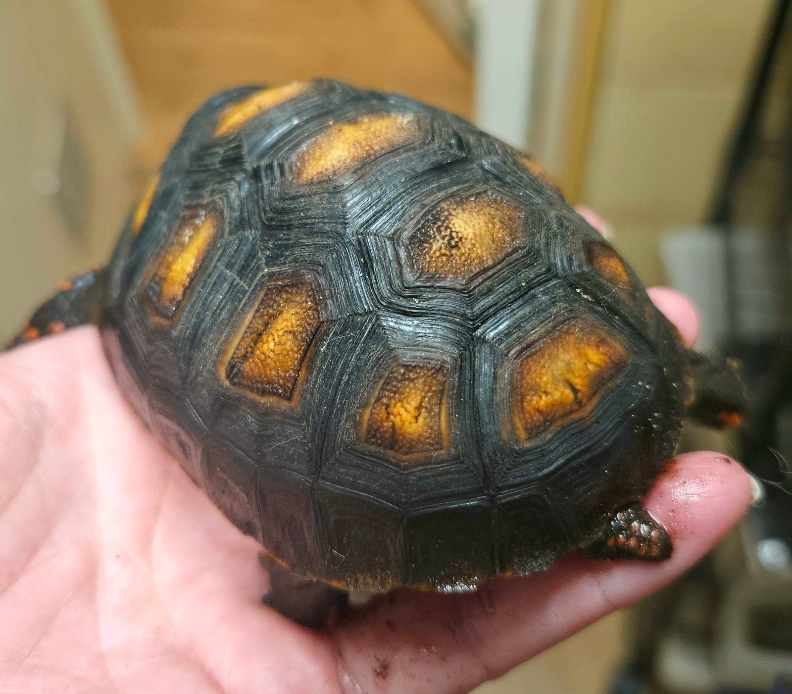 Kolenbranderschildpad – Chelonoidis carbonarius – nk 2025 Tortoise photo 10