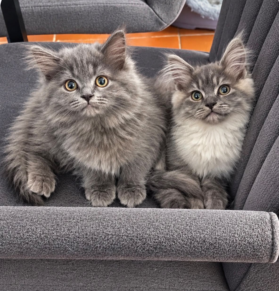 Maine coon/ Pers kittens, Dieren en Toebehoren, Meerdere dieren, Gechipt, 0 tot 2 jaar