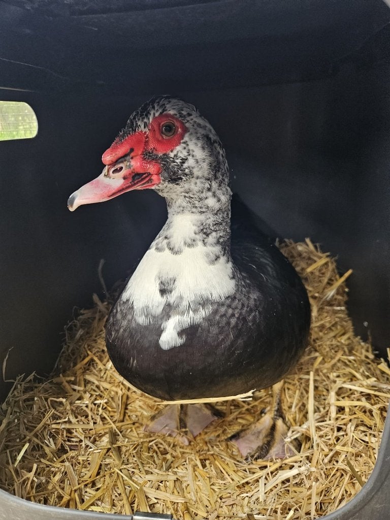 Tulp zoekt een huisje! (Mannelijke muskuseend), Mannelijk, Eend