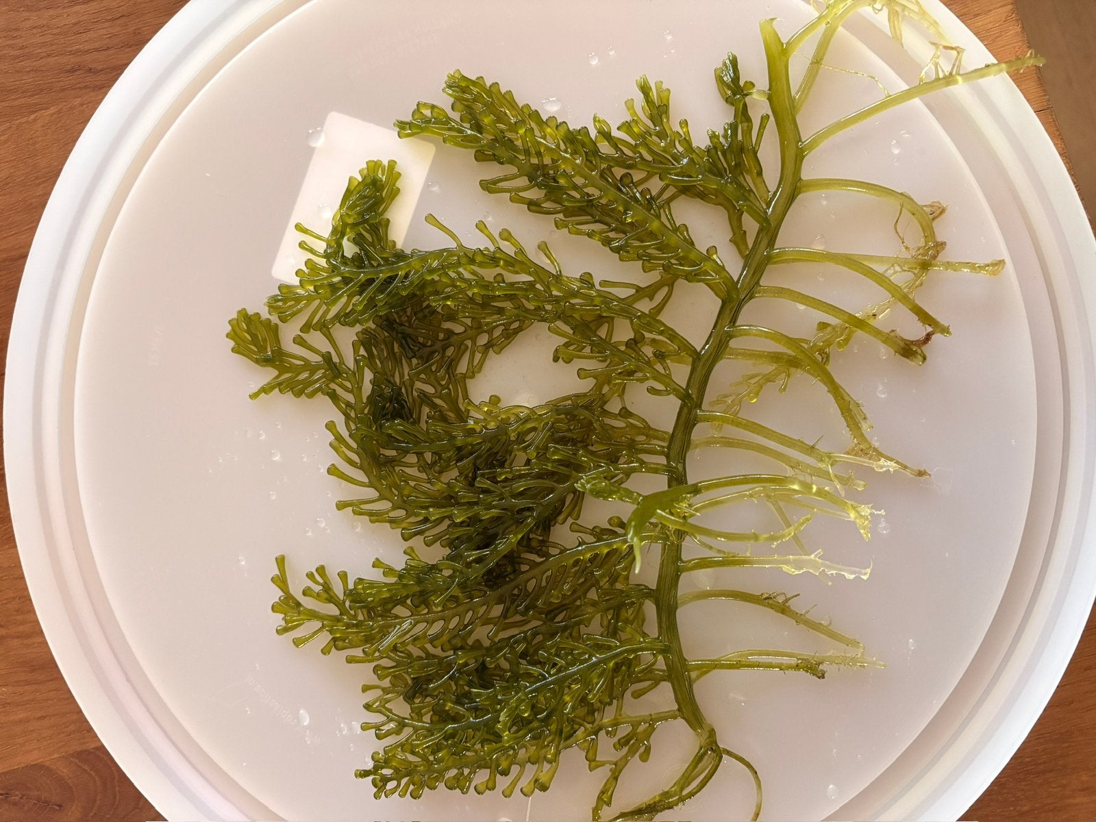 Caulerpa racemosa, macro algen. Verzending mogelijk!, Dieren en Toebehoren, Overige typen, Zoutwatervis