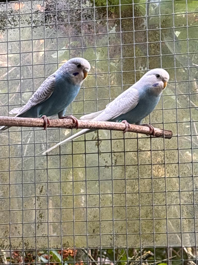 Jonge blauwe grasparkieten, Meerdere dieren, Parkiet