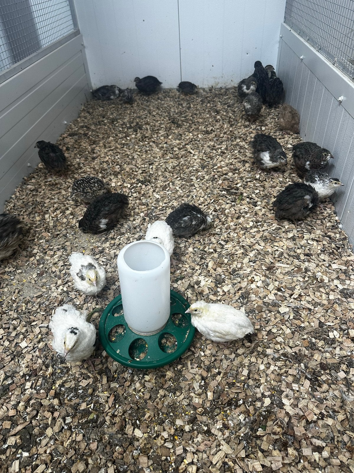 Japanse kwartels, Meerdere dieren