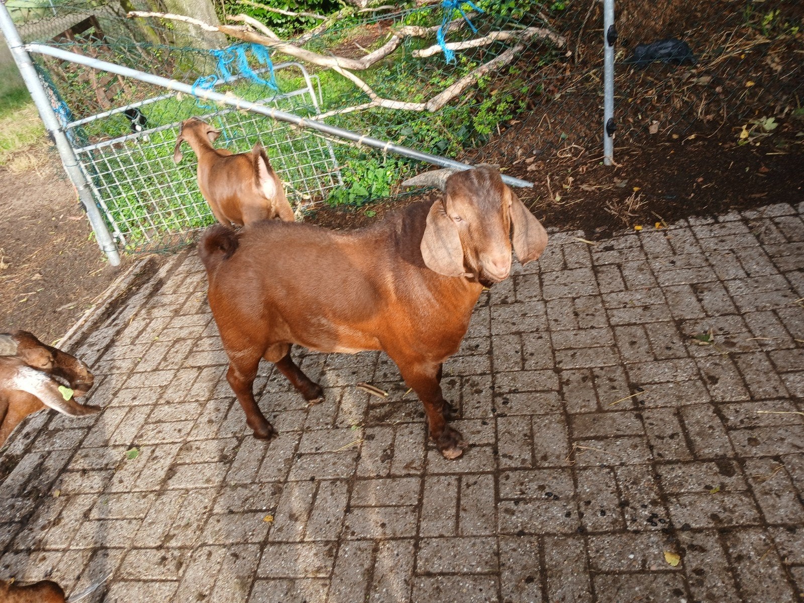 Boerbok te koop, Mannelijk, Geit