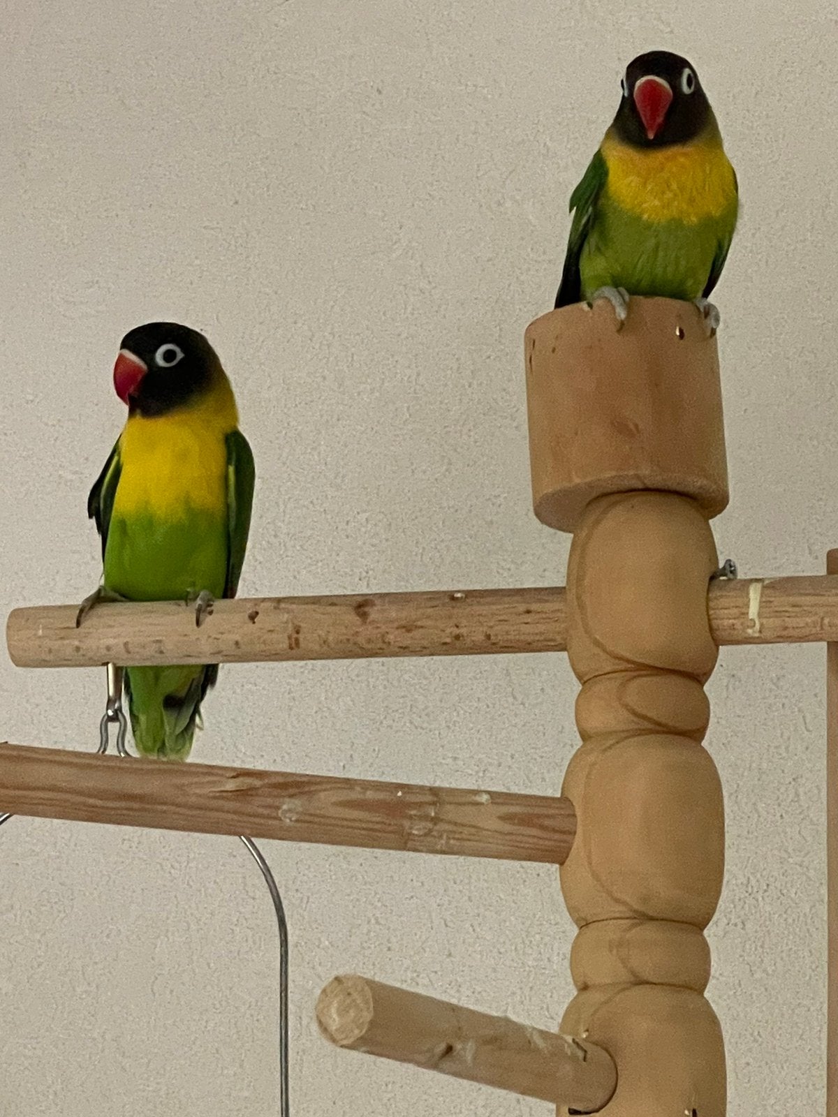 Dwergpapegaai Fischerie Roseicolle Personata Diverse Kleuren, Meerdere dieren, Dwergpapegaai of Agapornis, Tam