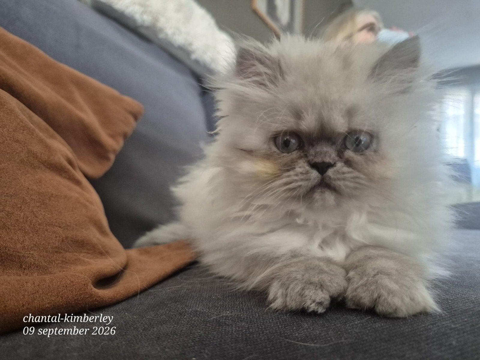 Perzische poesje, Poes, Gechipt, 0 tot 2 jaar